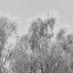 fractured wrist december