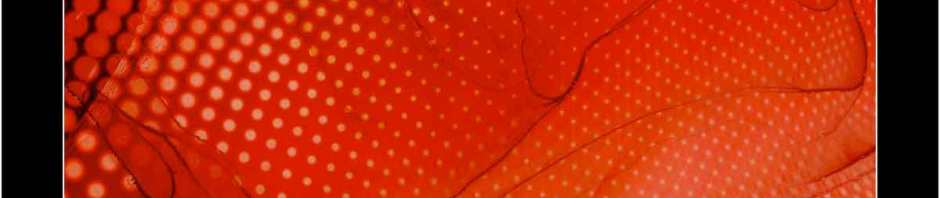 fluid japan rise + shine