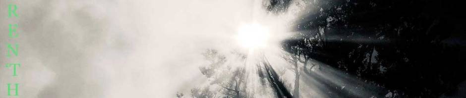 sorry we weren't here before forest lights